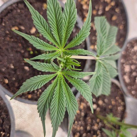Mimosa evo stecki  🍊🍋🍍 (65-70bt) growlog photo: Top!🤩