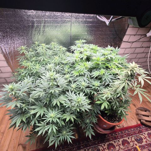 Afghani #1 (45-50bt) growlog timeline photo