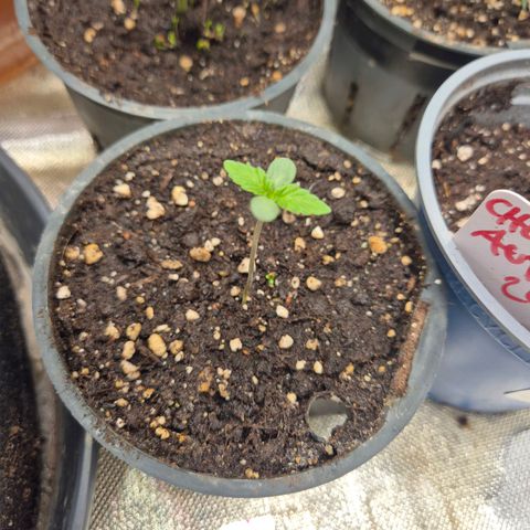 ICE 💚🧊 (63-70bt) growlog timeline photo