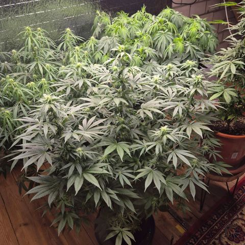 Biscotti (56-70bt) growlog timeline photo