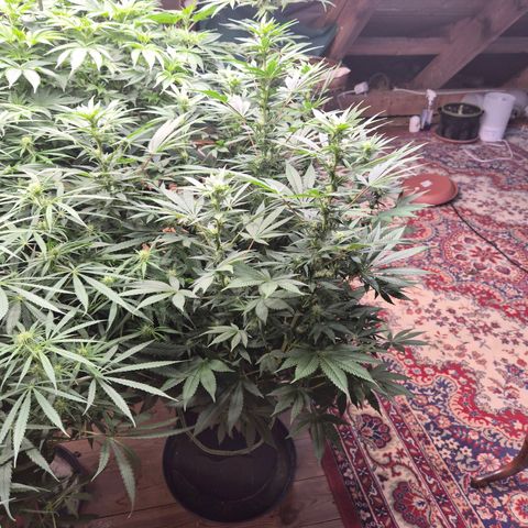 Biscotti (56-70bt) growlog timeline photo