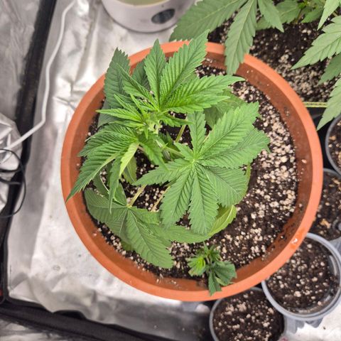 💚Bubba kush 🦝 (56-63 BT) growlog timeline photo
