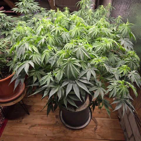 WTF- Königin Mimosa evo 👑👑👑 (65-70bt) growlog timeline photo