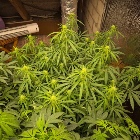 Afghani #1 (45-50bt) growlog timeline photo
