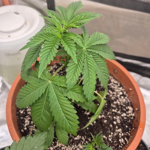 💚Bubba kush 🦝 (56-63 BT) growlog timeline photo