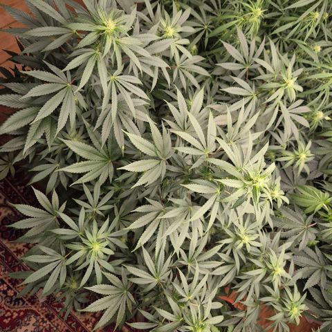 Biscotti (56-70bt) growlog timeline photo