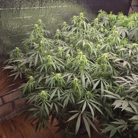 Afghani #1 (45-50bt) growlog timeline photo