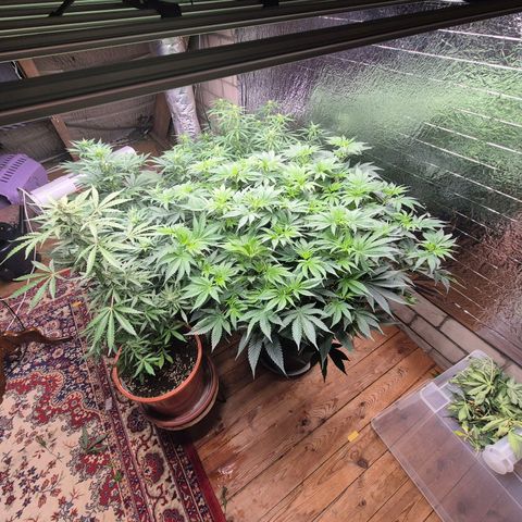 WTF- Königin Mimosa evo 👑👑👑 (65-70bt) growlog timeline photo