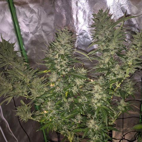 Moby 🍆  growlog timeline photo