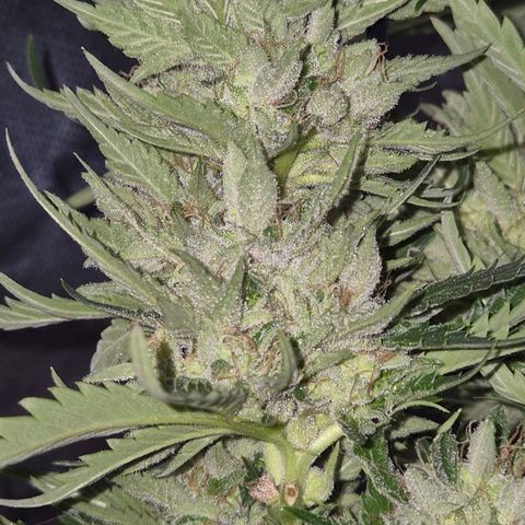 Moby 🍆  growlog timeline photo