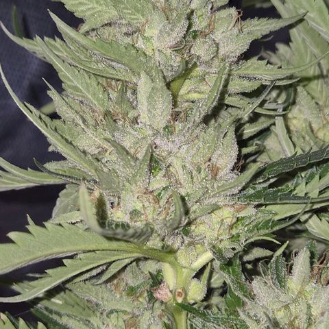 Moby 🍆  growlog timeline photo