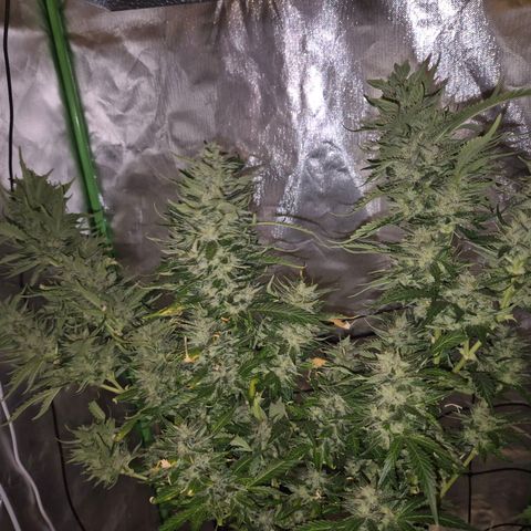 Moby 🍆  growlog timeline photo