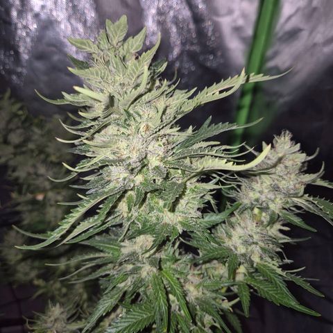 Moby 🍆  growlog timeline photo