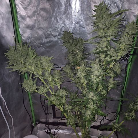 Moby 🍆  growlog timeline photo
