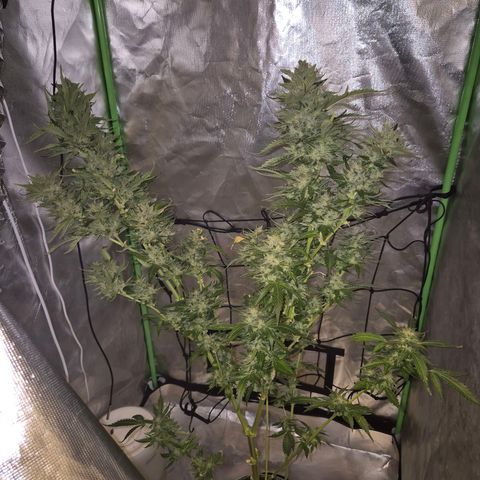 Moby 🍆  growlog timeline photo