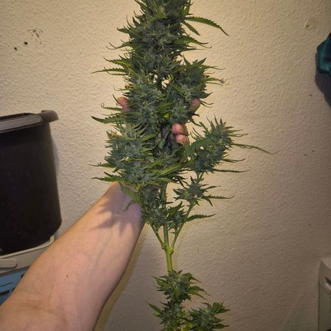 Moby 🍆  growlog timeline photo