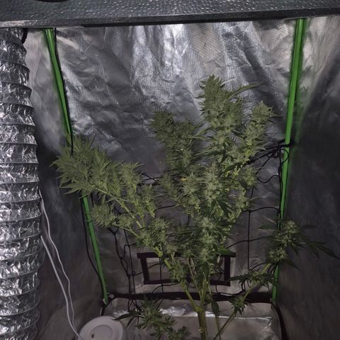 Moby 🍆  growlog timeline photo