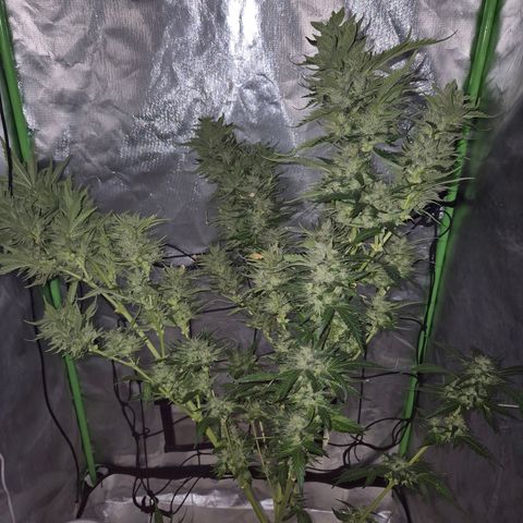 Moby 🍆  growlog timeline photo