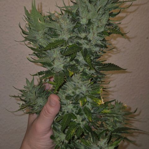 Moby 🍆  growlog timeline photo