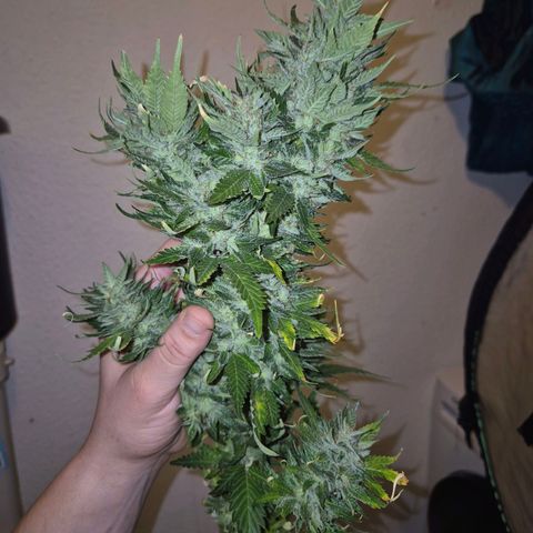 Moby 🍆  growlog timeline photo