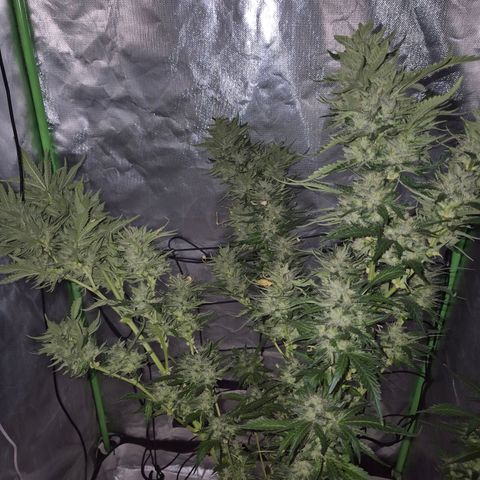 Moby 🍆  growlog timeline photo