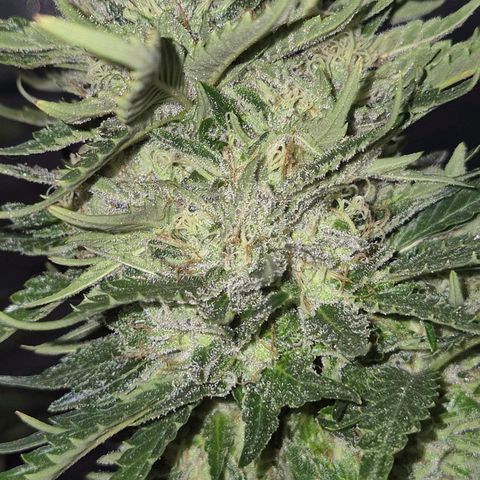 Moby 🍆  growlog timeline photo
