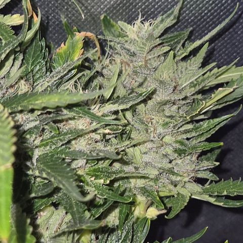 Moby 🍆  growlog timeline photo