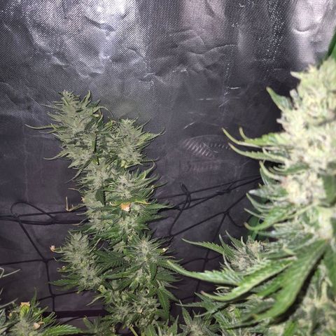 Moby 🍆  growlog timeline photo