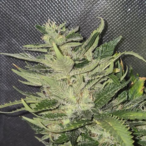 Moby 🍆  growlog timeline photo