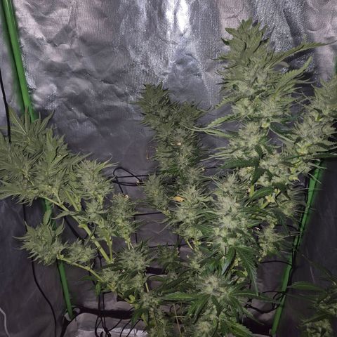 Moby 🍆  growlog timeline photo