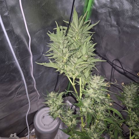Moby 🍆  growlog timeline photo