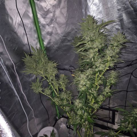 Moby 🍆  growlog timeline photo