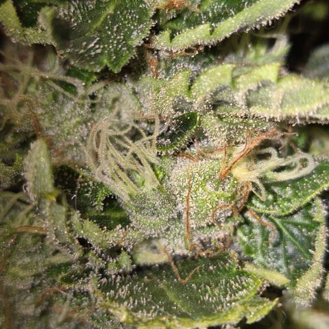 Moby 🍆  growlog timeline photo