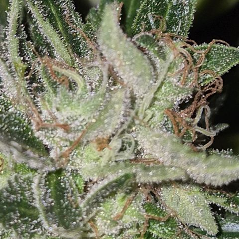 Moby 🍆  growlog timeline photo