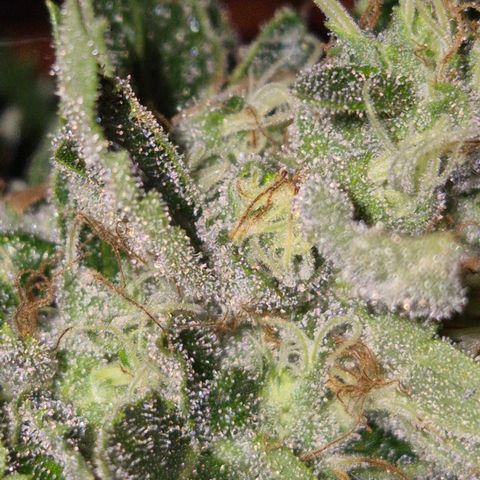 Moby 🍆  growlog timeline photo