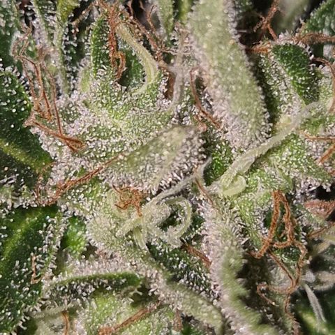 Moby 🍆  growlog timeline photo