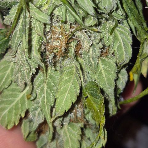 Moby 🍆  growlog timeline photo