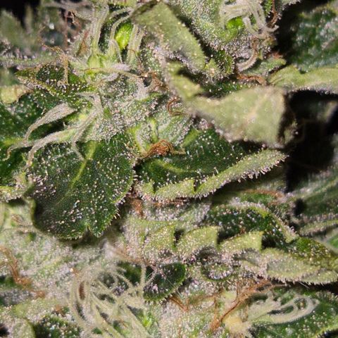 Moby 🍆  growlog timeline photo