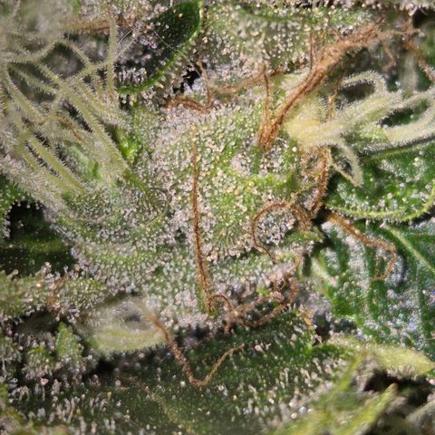 Moby 🍆  growlog timeline photo