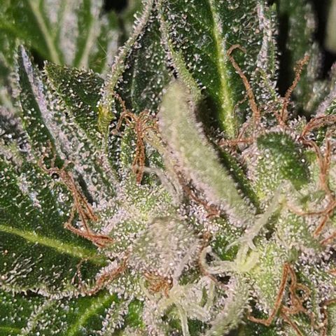 Moby 🍆  growlog timeline photo