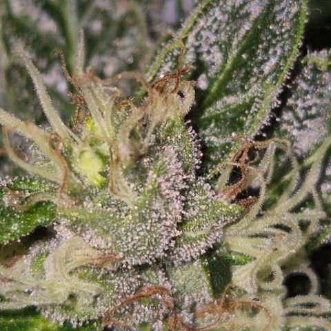 Moby 🍆  growlog timeline photo
