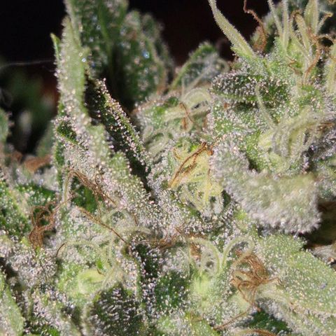 Moby 🍆  growlog timeline photo