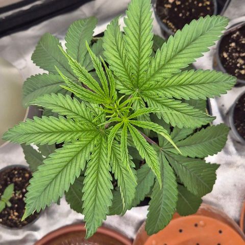 Ice cream cake 🍰 & permanent marker🖊(65-73bt) growlog timeline photo