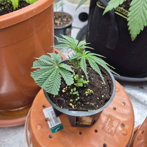 Mimosa evo stecki  🍊🍋🍍 (65-70bt) growlog timeline photo