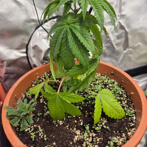 💚Bubba kush 🦝 (56-63 BT) growlog timeline photo