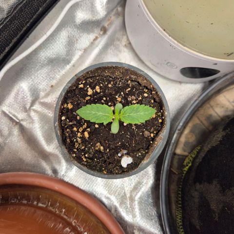 ICE 💚🧊 (63-70bt) growlog timeline photo