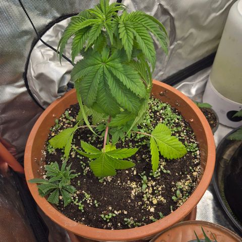 💚Bubba kush 🦝 (56-63 BT) growlog photo: Sowas hatte ich auch noch nicht!🤔🤣