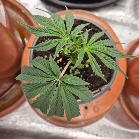 Mimosa evo stecki  🍊🍋🍍 (65-70bt) growlog timeline photo