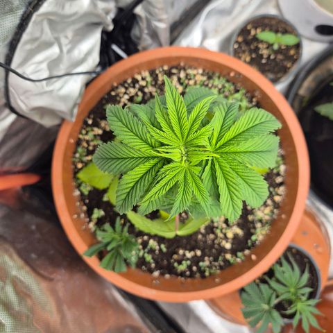 💚Bubba kush 🦝 (56-63 BT) growlog photo: 🤔😅