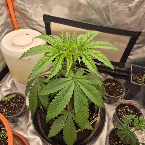 Ice cream cake 🍰 & permanent marker🖊(65-73bt) growlog timeline photo